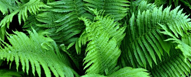 Artificial Green Wall Plant – Boston Fern (Nephrolepis Exaltata)