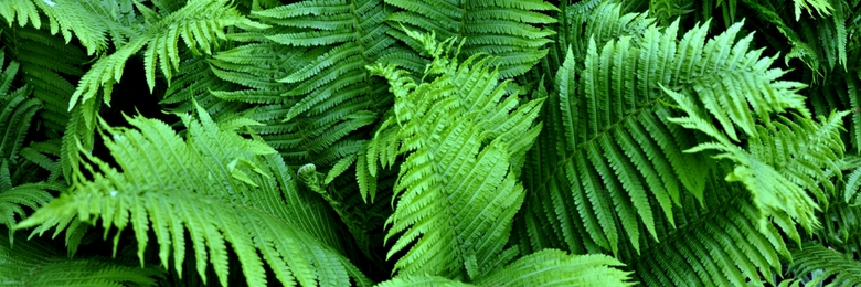 Artificial Green Wall Plant – Boston Fern (Nephrolepis Exaltata)