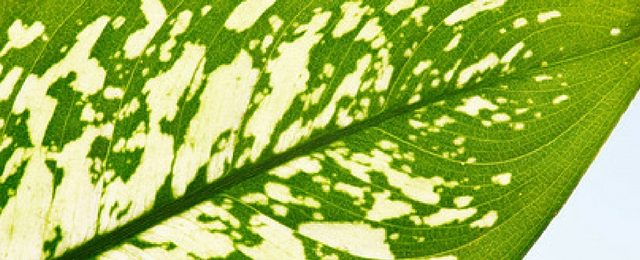 Artificial Green Wall Plant – Dieffenbachia