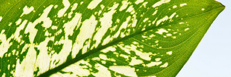Artificial Green Wall Plant – Dieffenbachia