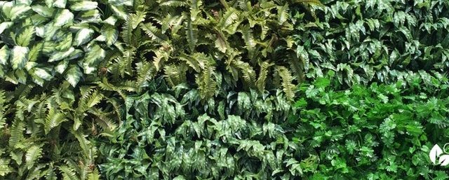 Top 5 tips to choosing your artificial green wall installer