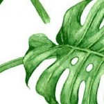 Artificial Green Wall Plant – Monstera Deliciosa