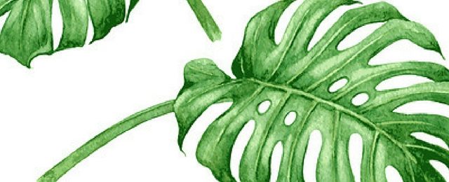 Artificial Green Wall Plant – Monstera Deliciosa